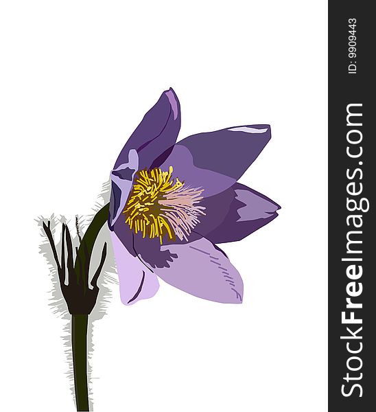 Valuable purple flower on white background. Valuable purple flower on white background