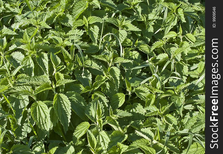 Closeup of green nettle leaves. Closeup of green nettle leaves