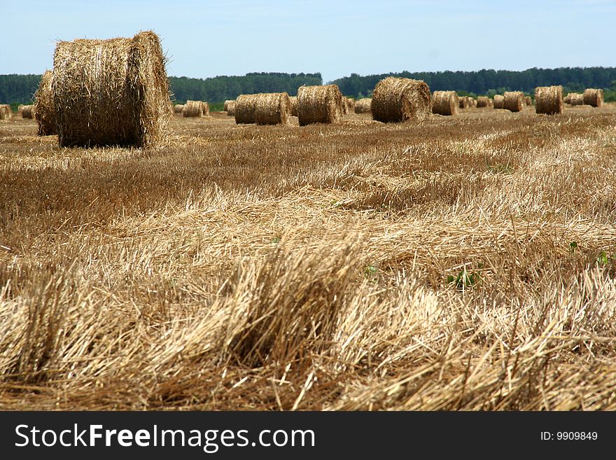 Hay bales in the summer field. Hay bales in the summer field