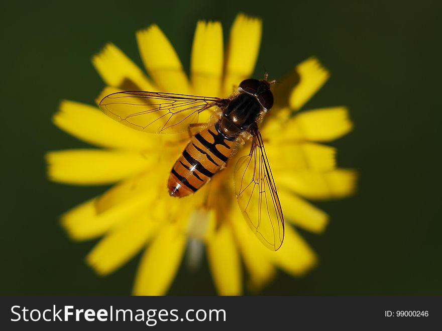 Insect, Honey Bee, Bee, Macro Photography