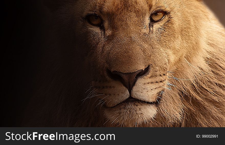 Lion, Face, Wildlife, Mammal