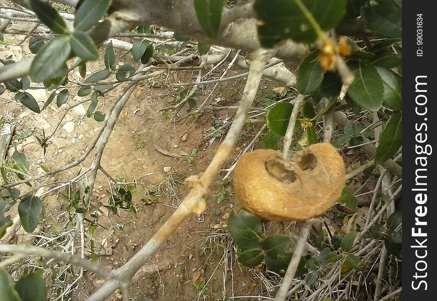 Plant, Branch, Twig, Terrestrial Plant