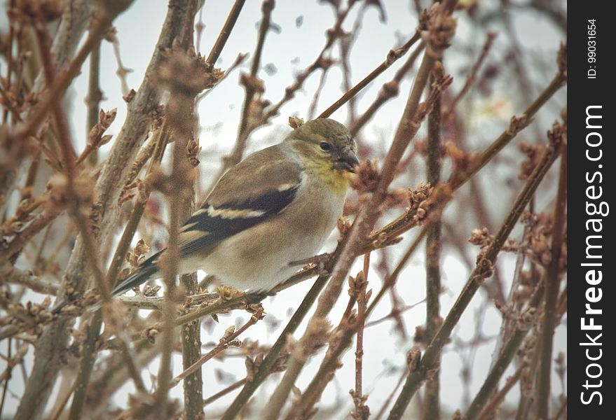 American goldfinch on forsythia in early January. We had surfeit of finches, about a dozen that hang about the forsythia and the nearby bird feeders. American goldfinch on forsythia in early January. We had surfeit of finches, about a dozen that hang about the forsythia and the nearby bird feeders