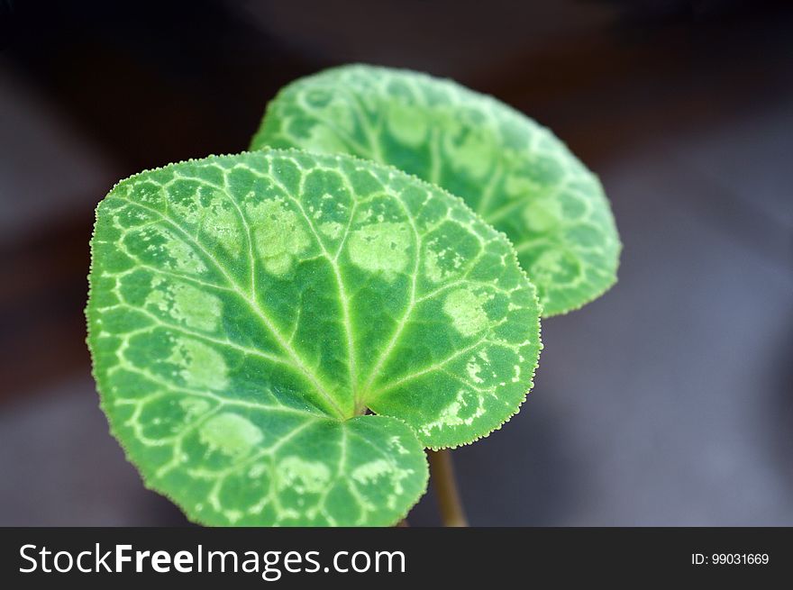 Patterned leaves of cyclamen persicum close up