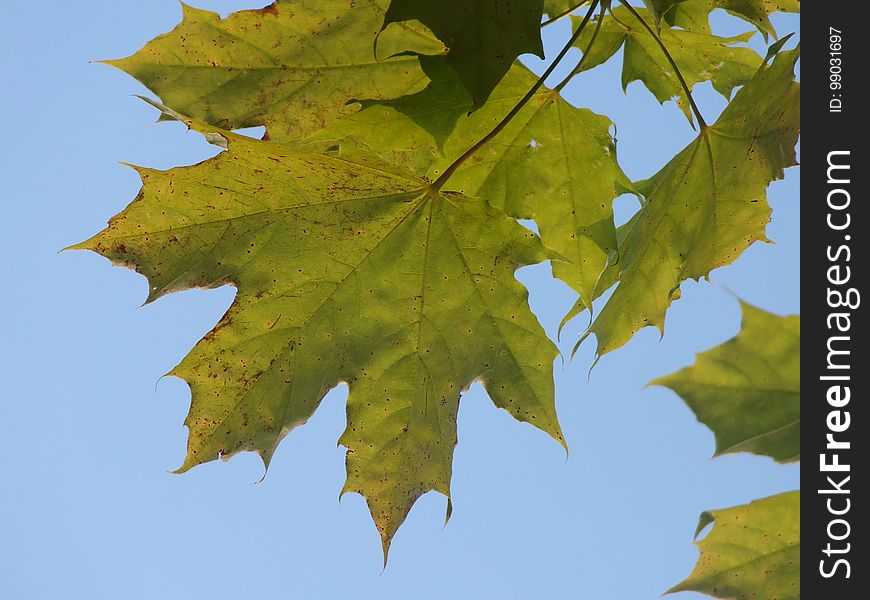 Plant, Flower, Leaf, Twig