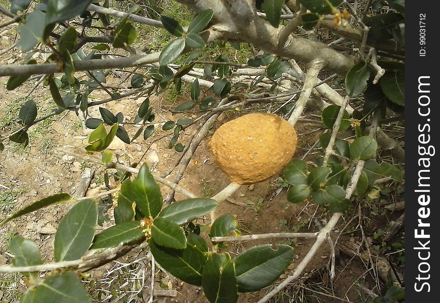 Food, Fruit, Plant, Citrus