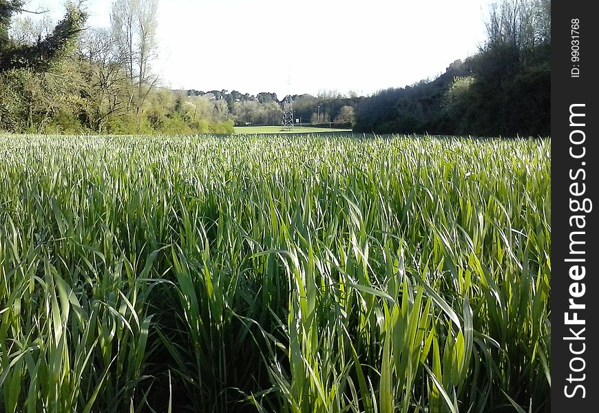 Plant, Sky, Natural Landscape, Agriculture