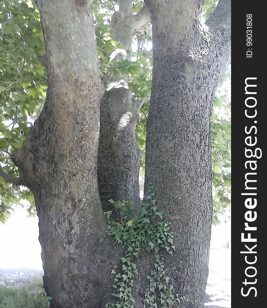 Plant, Wood, Tree, Terrestrial Plant