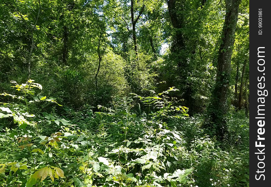 Undergrowth, Decatur, Alabama