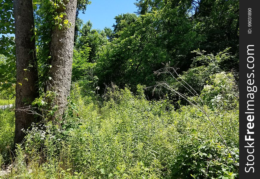 Sunlit brush, Decatur, Alabama