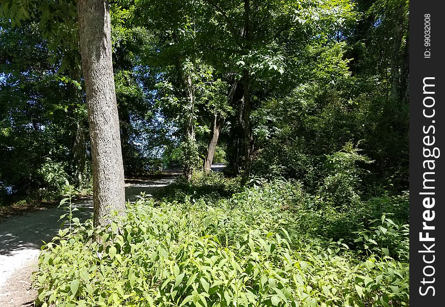 Forest Trail, Decatur, Alabama