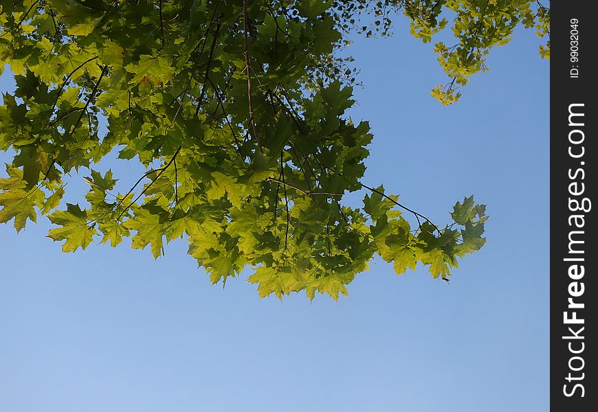 Sky, Plant, Branch, Twig, Tree, Deciduous