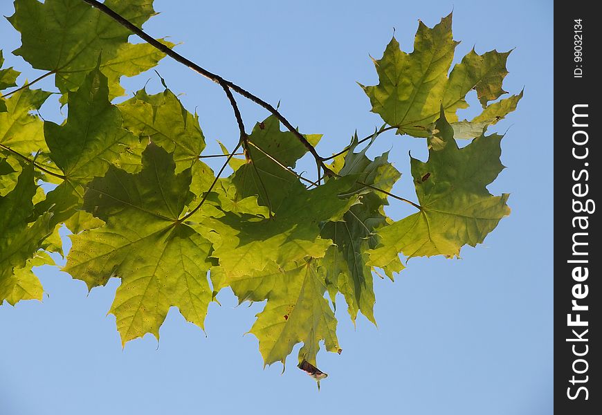 Flower, Plant, Sky, Leaf