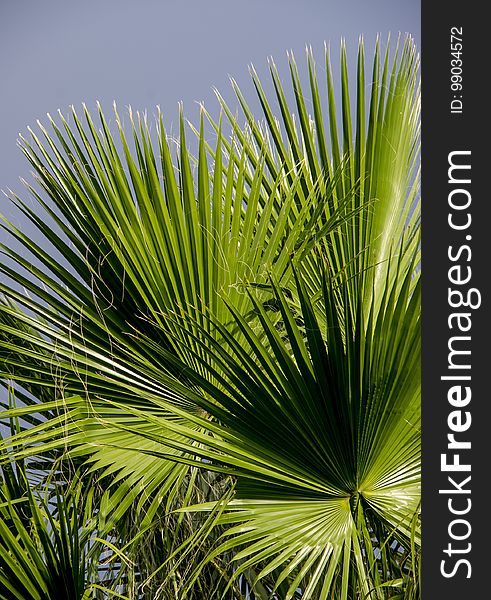 Vegetation, Arecales, Palm Tree, Leaf