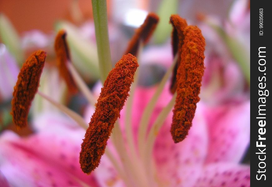 Flora, Close Up, Macro Photography, Flower