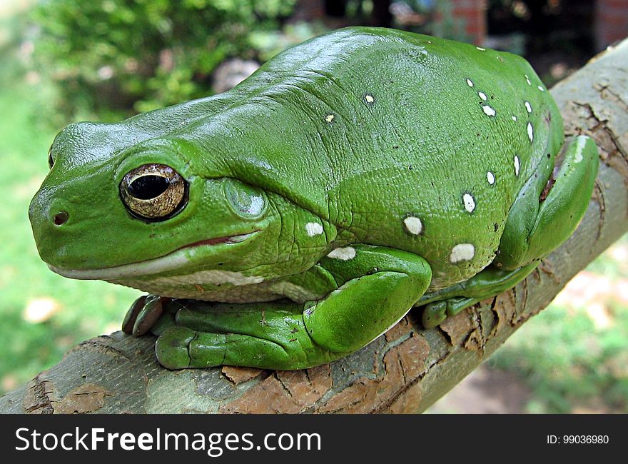 Ranidae, Amphibian, Frog, Toad