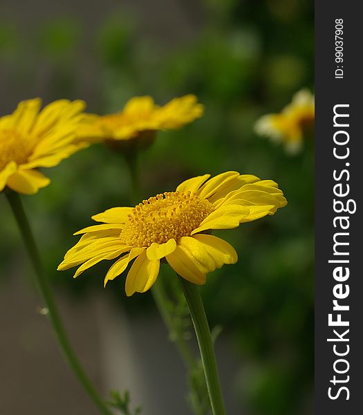 Flower, Yellow, Flora, Close Up