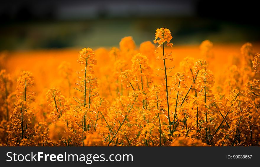 Yellow, Field, Wildflower, Rapeseed
