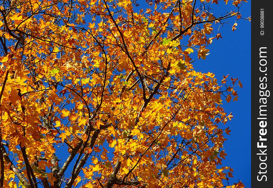Tree, Branch, Autumn, Yellow