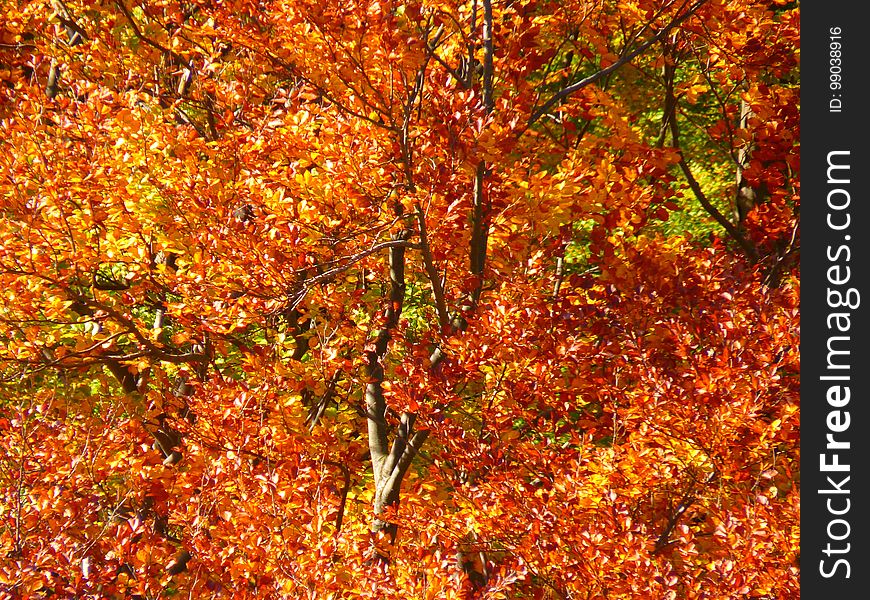 Autumn, Deciduous, Leaf, Tree