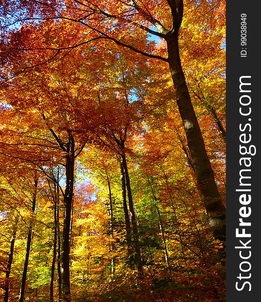 Nature, Woodland, Autumn, Leaf