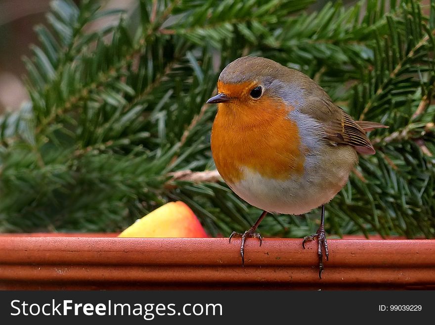 Bird, European Robin, Beak, Fauna