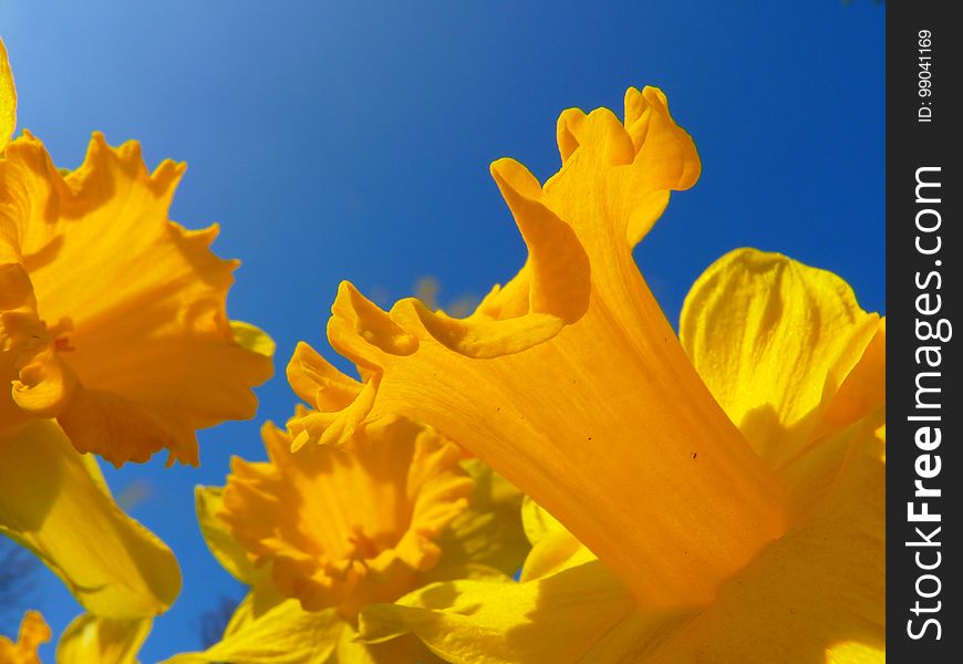 Flower, Yellow, Flora, Sky