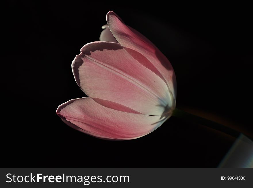 Flower, Pink, Close Up, Petal