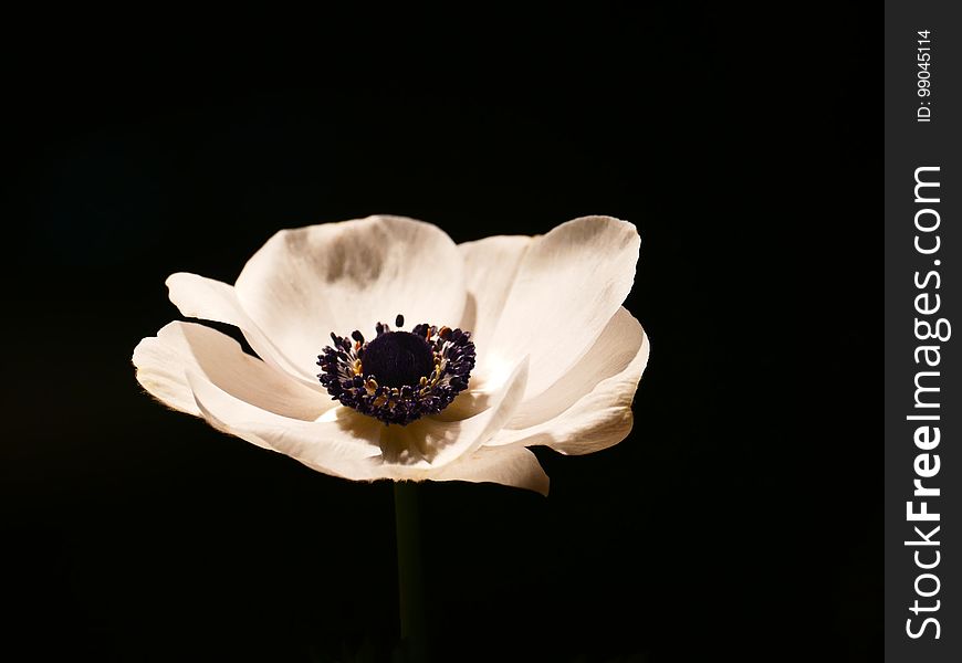 Flower, Still Life Photography, Petal, Plant