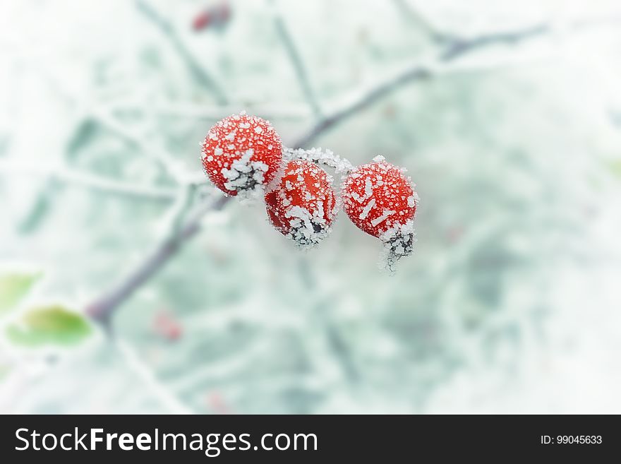 Macro Photography, Winter, Close Up, Snow