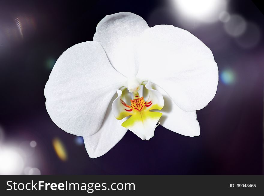 Flower, White, Flowering Plant, Flora