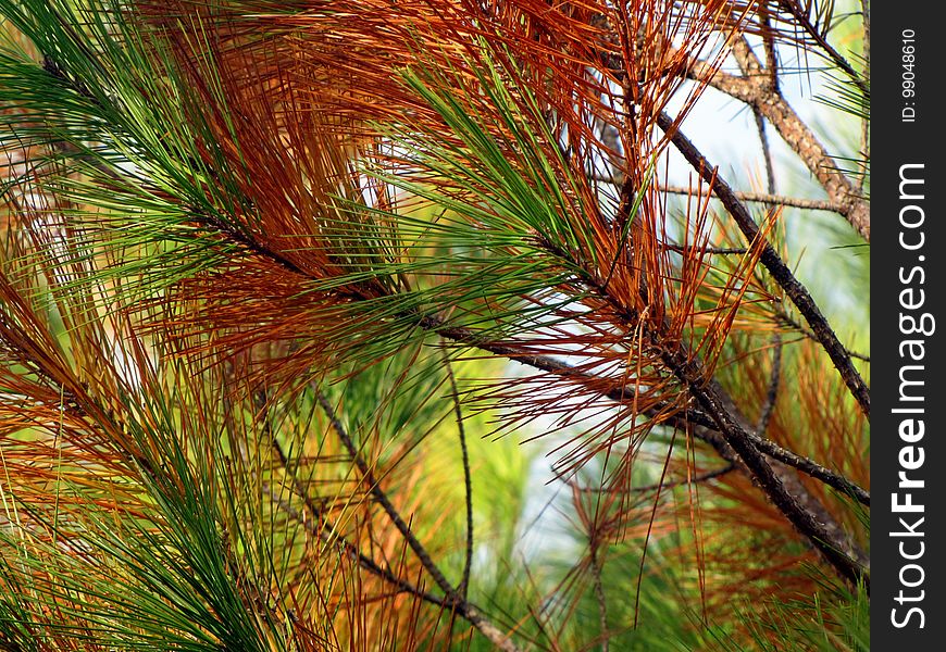 Vegetation, Tree, Ecosystem, Leaf