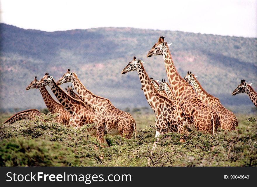 Giraffe, Terrestrial Animal, Wildlife, Fauna