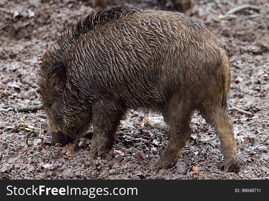 Pig Like Mammal, Pig, Wild Boar, Mammal