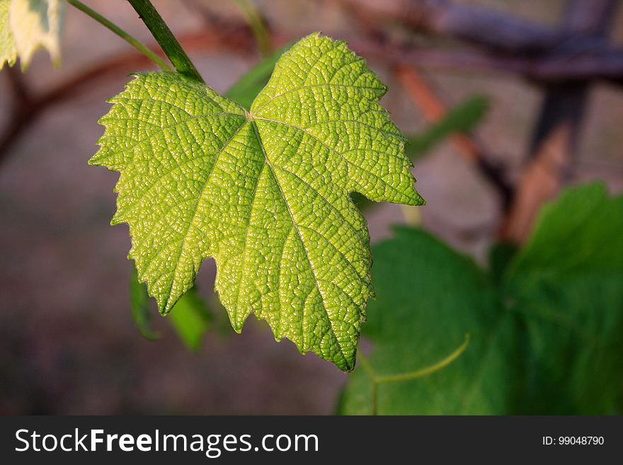 Leaf, Vegetation, Grapevine Family, Grape Leaves