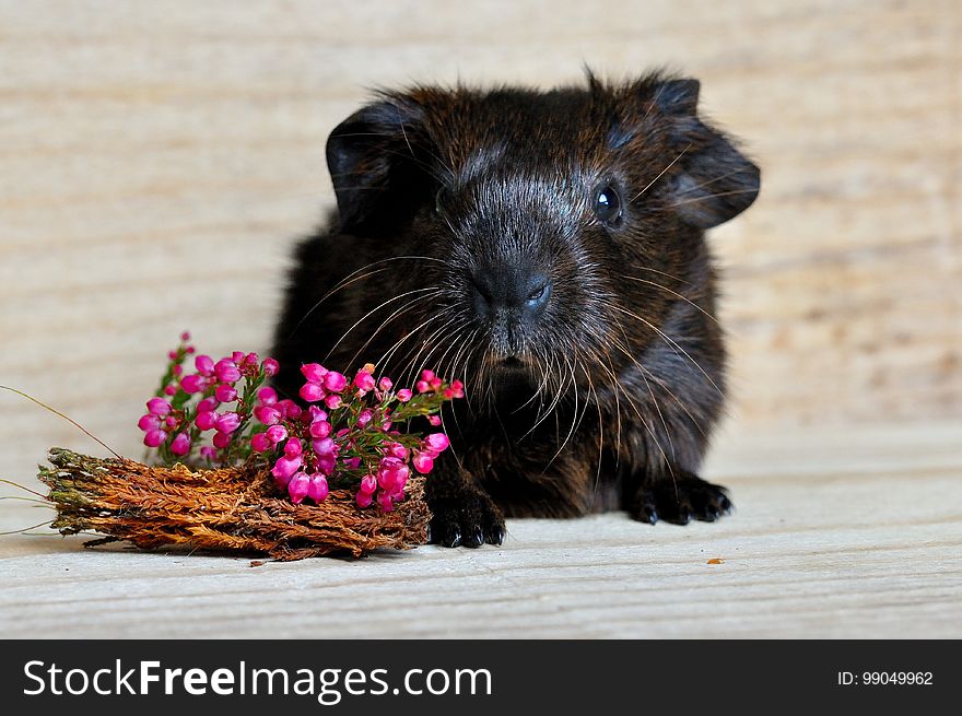 Fauna, Guinea Pig, Whiskers, Rodent