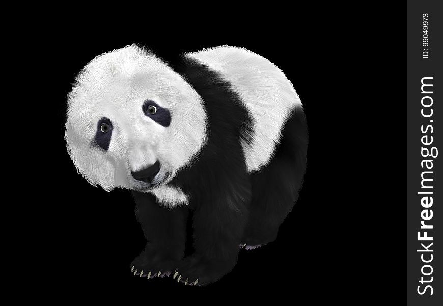 Black, Black And White, Giant Panda, Snout