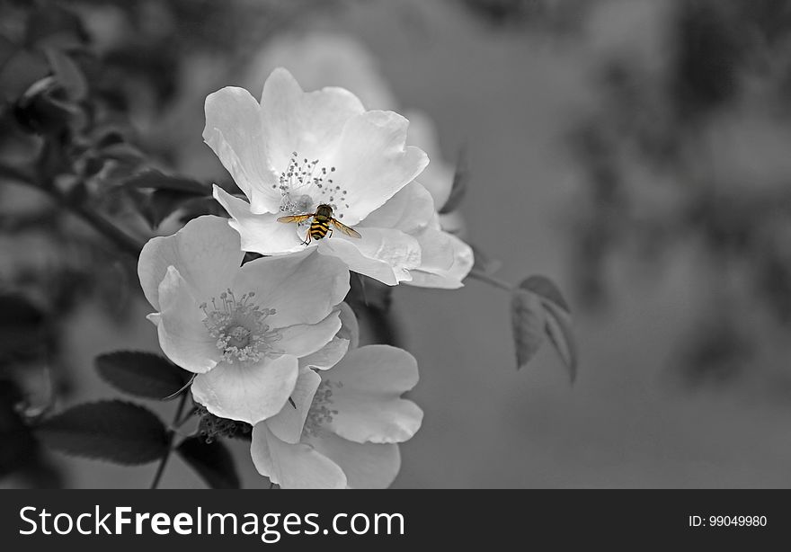 Flower, White, Black And White, Monochrome Photography