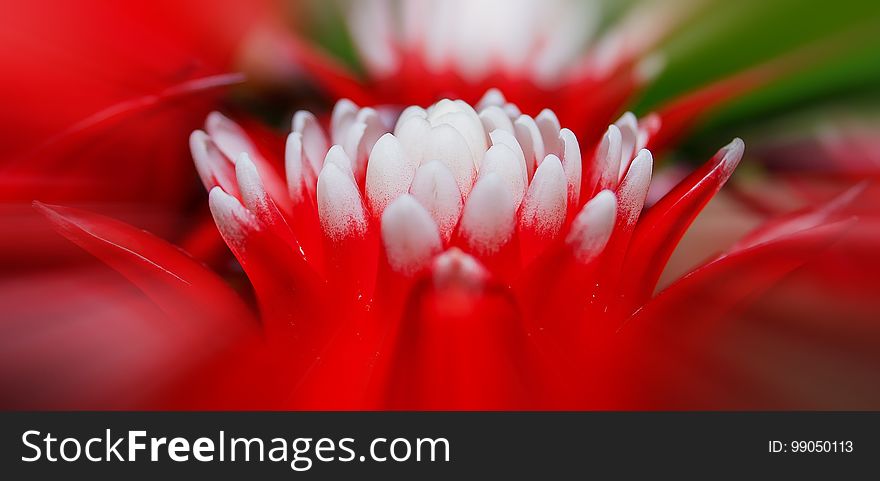 Flower, Red, Flora, Macro Photography