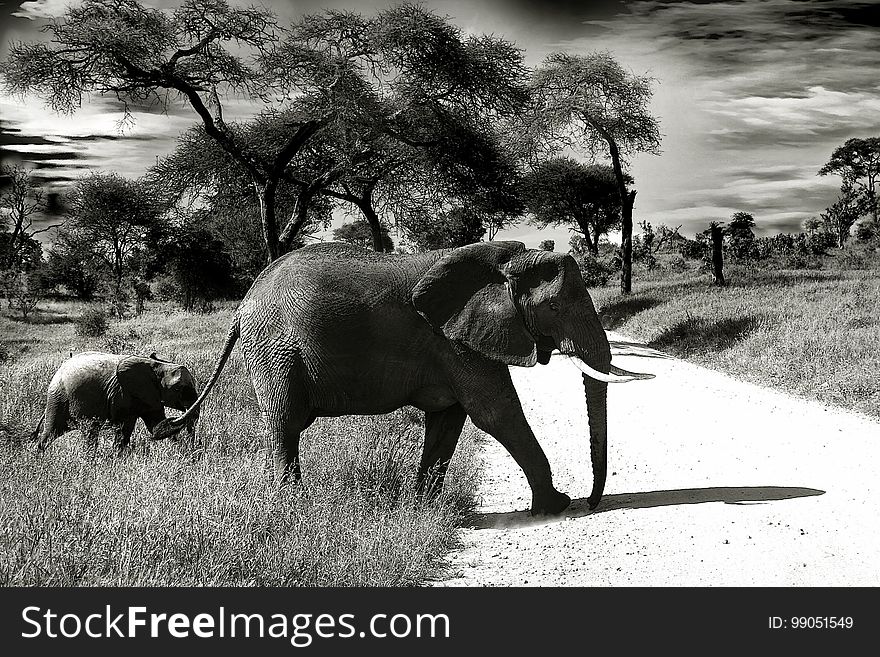 Elephants And Mammoths, Elephant, Wildlife, Terrestrial Animal