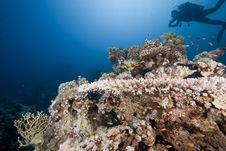 Ocean, Coral And A Diver Royalty Free Stock Photography Ocean, Coral And A Diver Royalty Free Stock Photography
