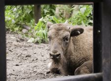 Young European Bison Royalty Free Stock Image