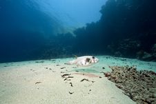 Ocean, Sun And Pufferfish Stock Photography Ocean, Sun And Pufferfish Stock Photography