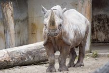 Rhinoceros Stock Images