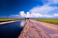 Rice Field Series 5 Stock Images Rice Field Series 5 Stock Images