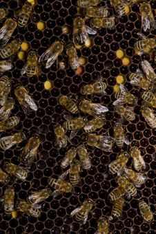 Bees Stock Photos Bees Stock Photos