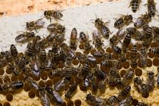 Bees Stock Photo Bees Stock Photo