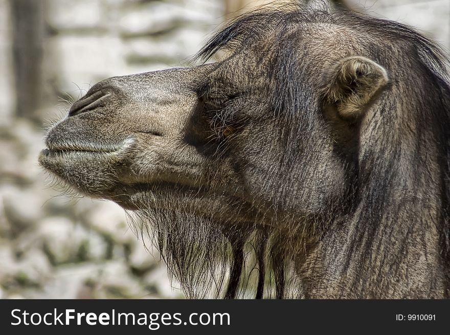 Portrait of a smiling camel in a profile