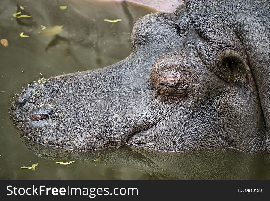 Portrait of a sleeping hippopotamus in a profile