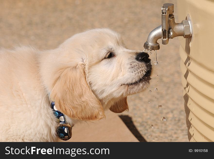 8 week old retriever puppy takes a sip of water from a water butt, Australia. 8 week old retriever puppy takes a sip of water from a water butt, Australia